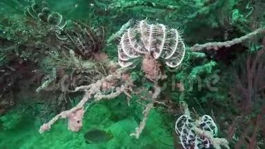 科曼西纳海百合，科里诺岛，索齿羽毛星水下海洋